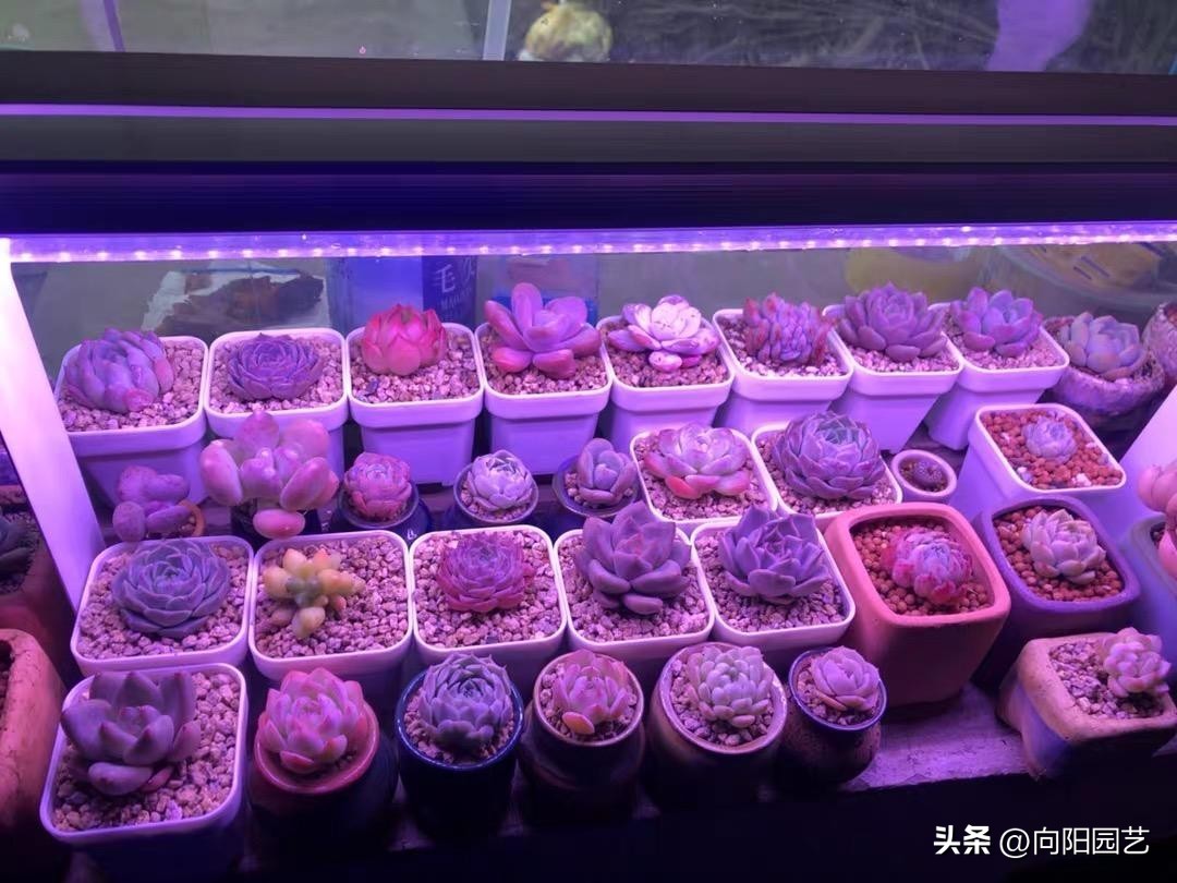 几十块的补光灯推荐,100元左右补光灯怎么选