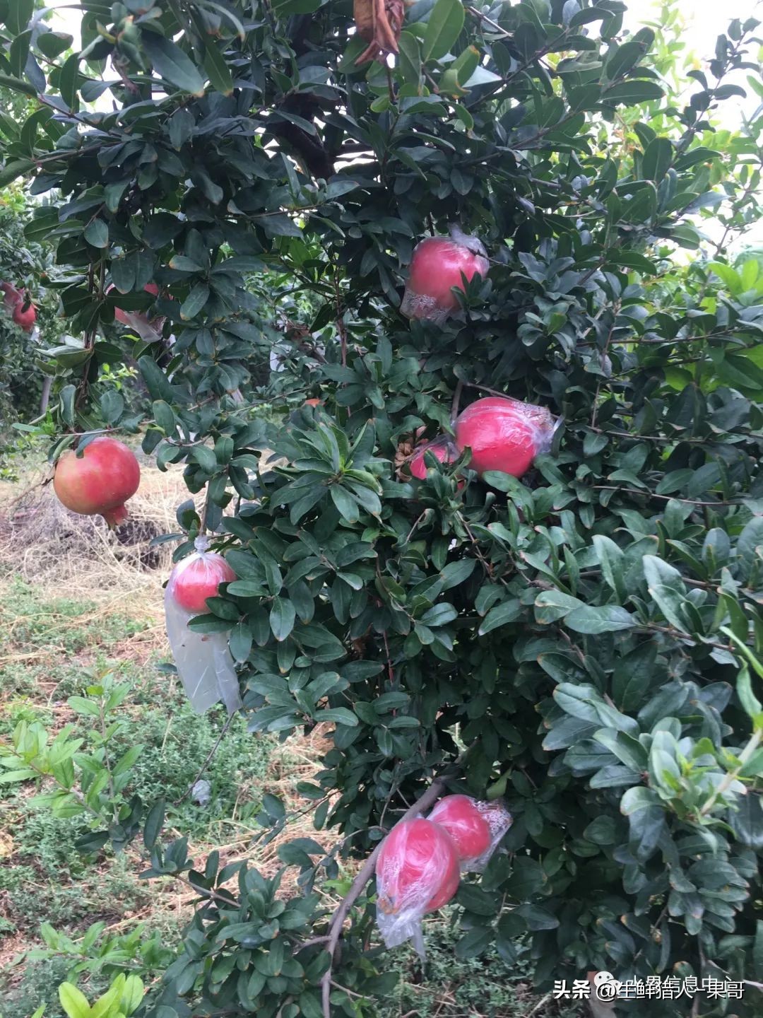 软籽石榴正确打开方式,你不知道的软籽石榴