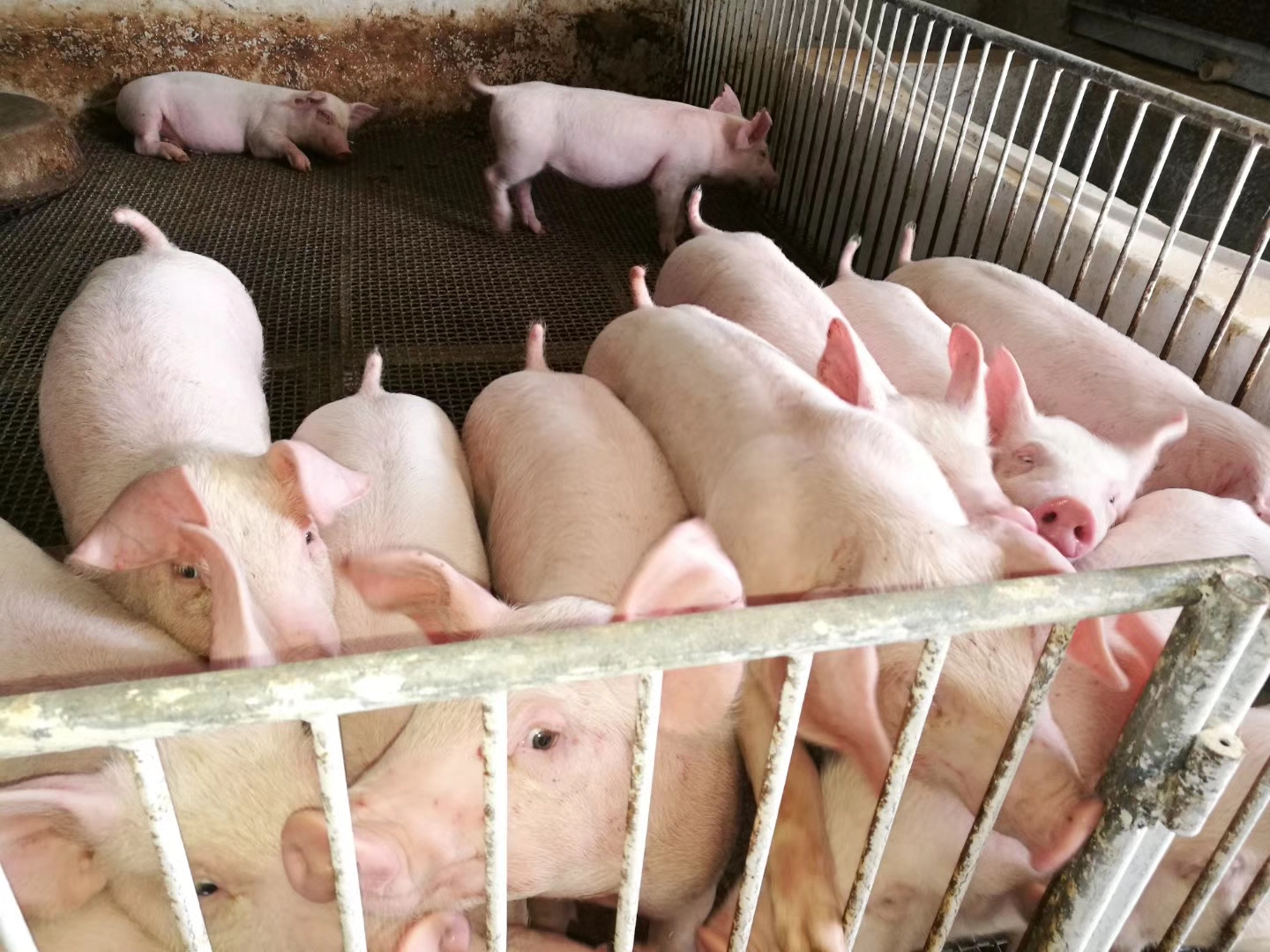 猪场被投诉有气味怎么办,家附近养猪场很臭怎么举报