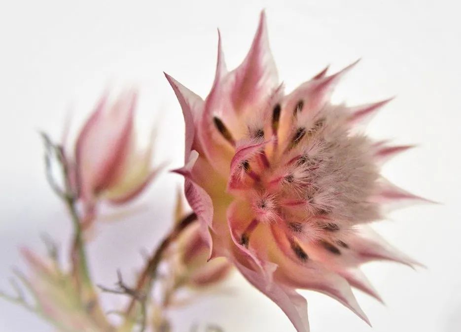 南非新娘花季节,南非的新娘花