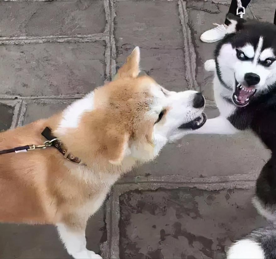 养秋田犬的十大痛苦,亲身经历养秋田犬