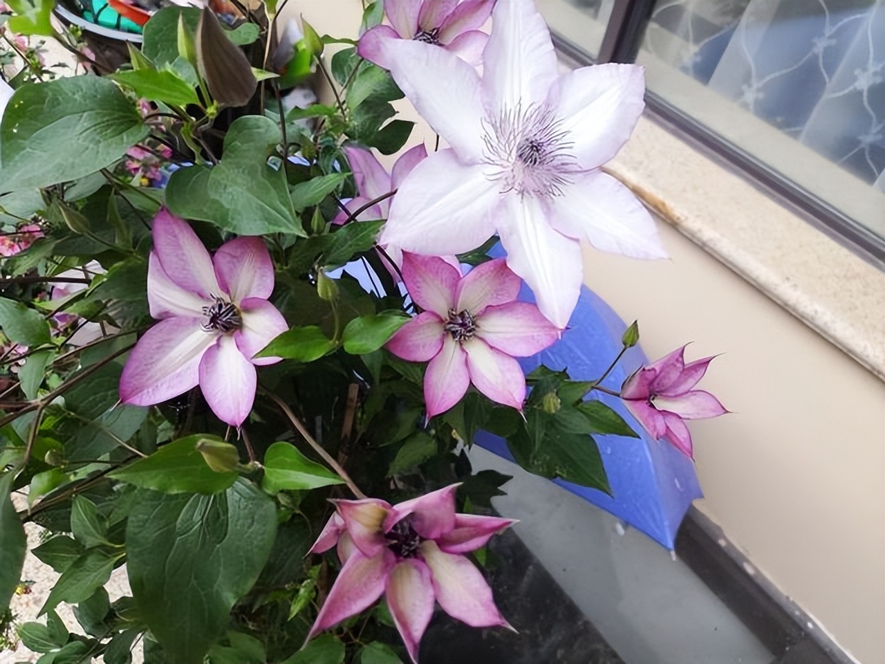 逛花市如何买好看又好养的花,花市上最好买的花有哪些