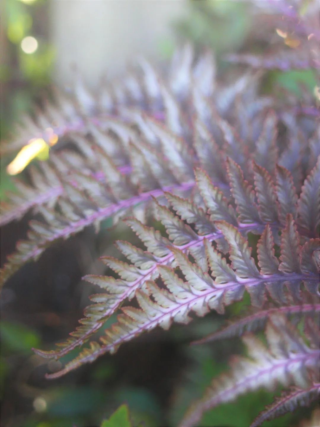 绱壊鐢昏暔鑰愬瘨,鏃ユ湰鐢昏暔鍏绘姢