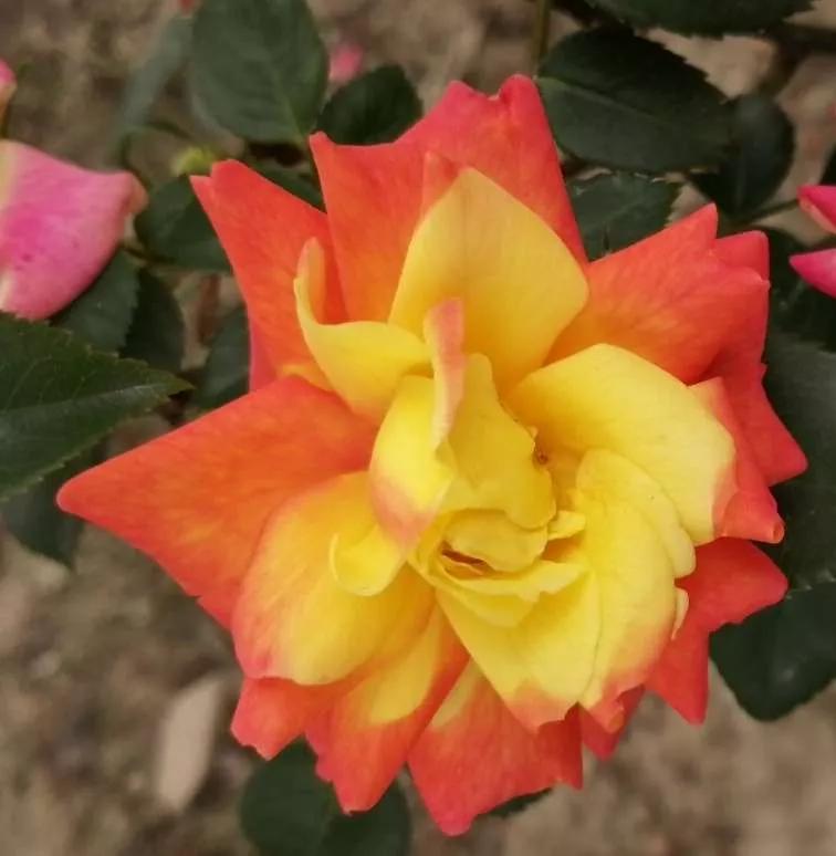 月季品种醉花,月季品种大全及图片欣赏