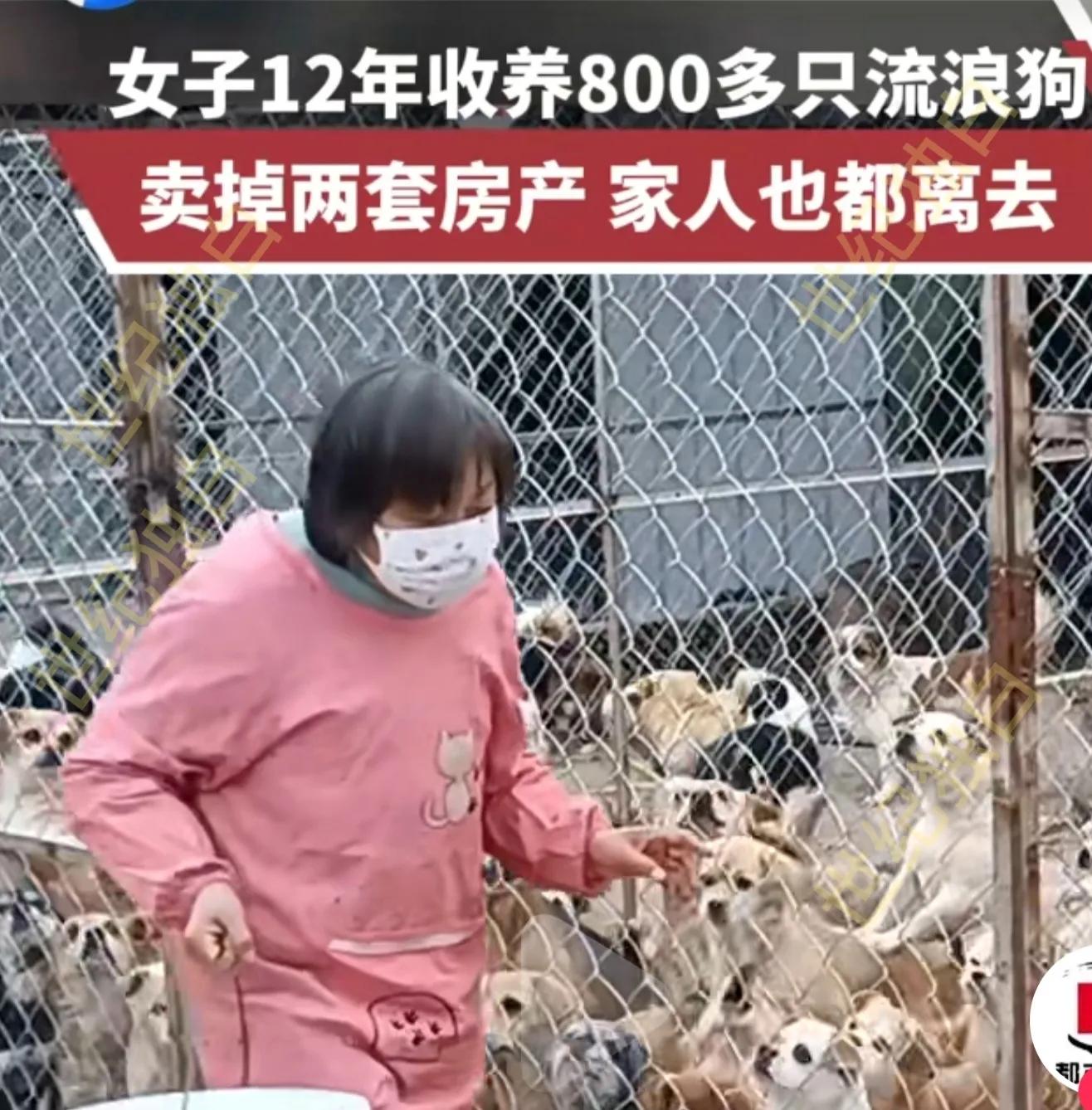 救助生病很严重的流浪猫,流浪猫救治过程