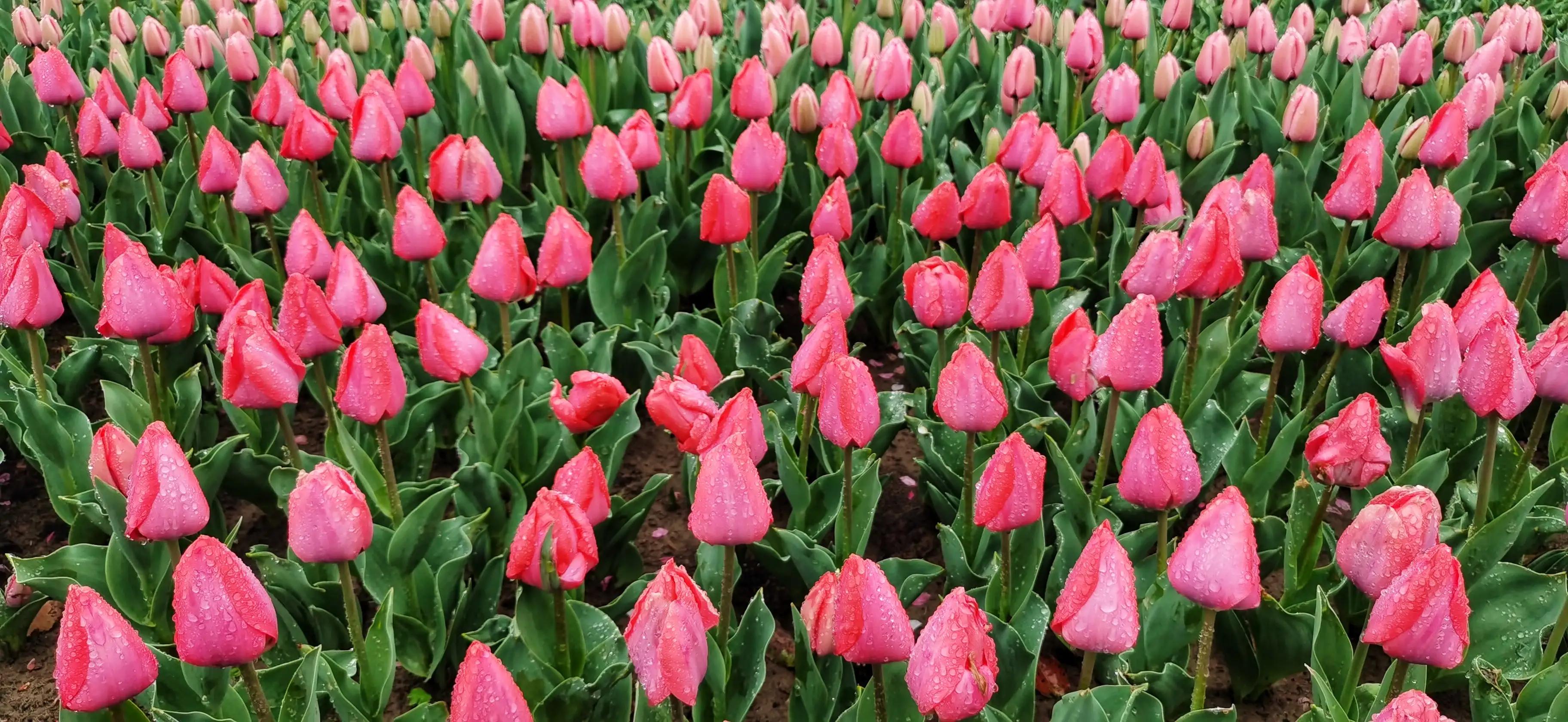 湖北宜昌花海赏花,枝江同心花海四月有什么花