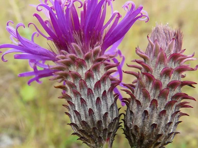 国色天香秀色可餐的美女 (秀色可餐与国色天香)