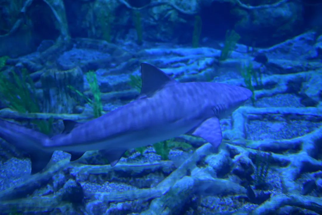 V世界｜夏天，在阿布扎比的11个“极致”体验