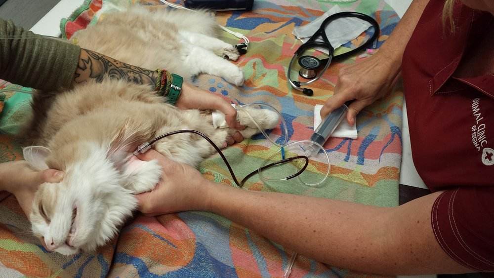 猫咪的10种秘密,养猫咪的5个常识