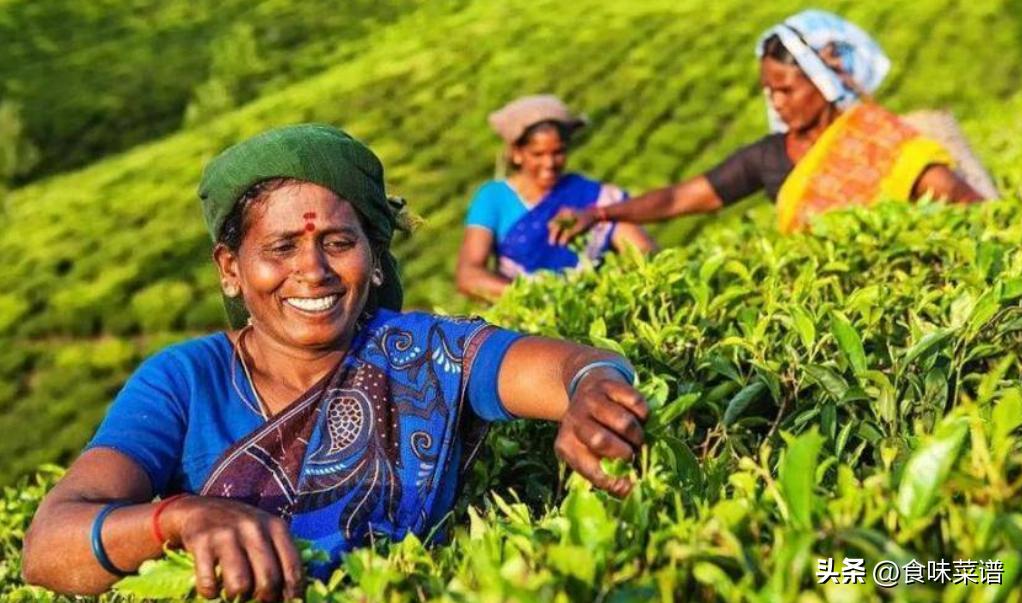 中国近期向印度进口多少茶叶,中国每年从越南进口多少茶叶
