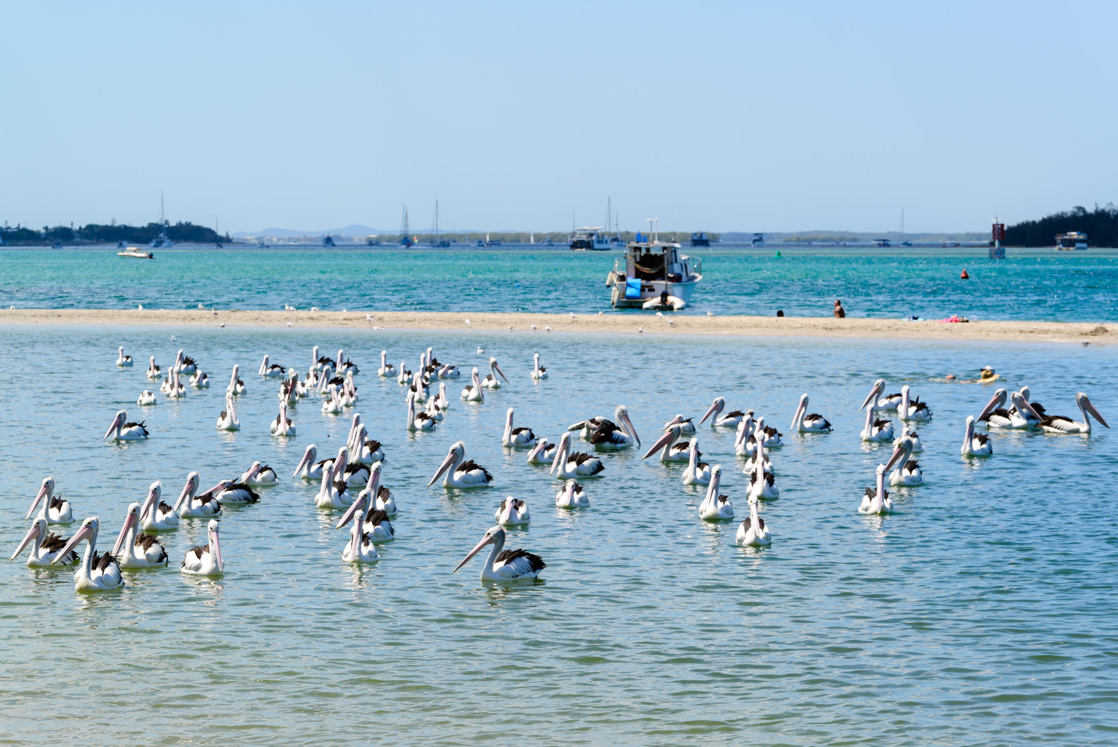 澳洲黄金海岸喂鹈鹕,澳洲海边鹈鹕