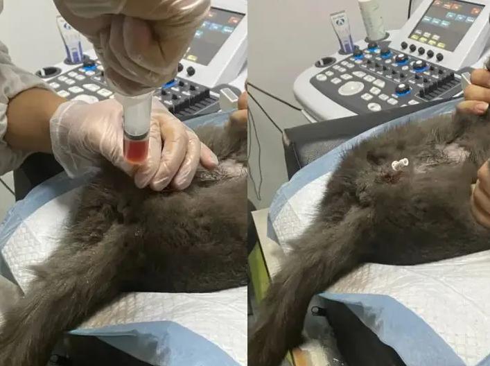 猫能被捂死吗,猫能被自己的屎臭死吗