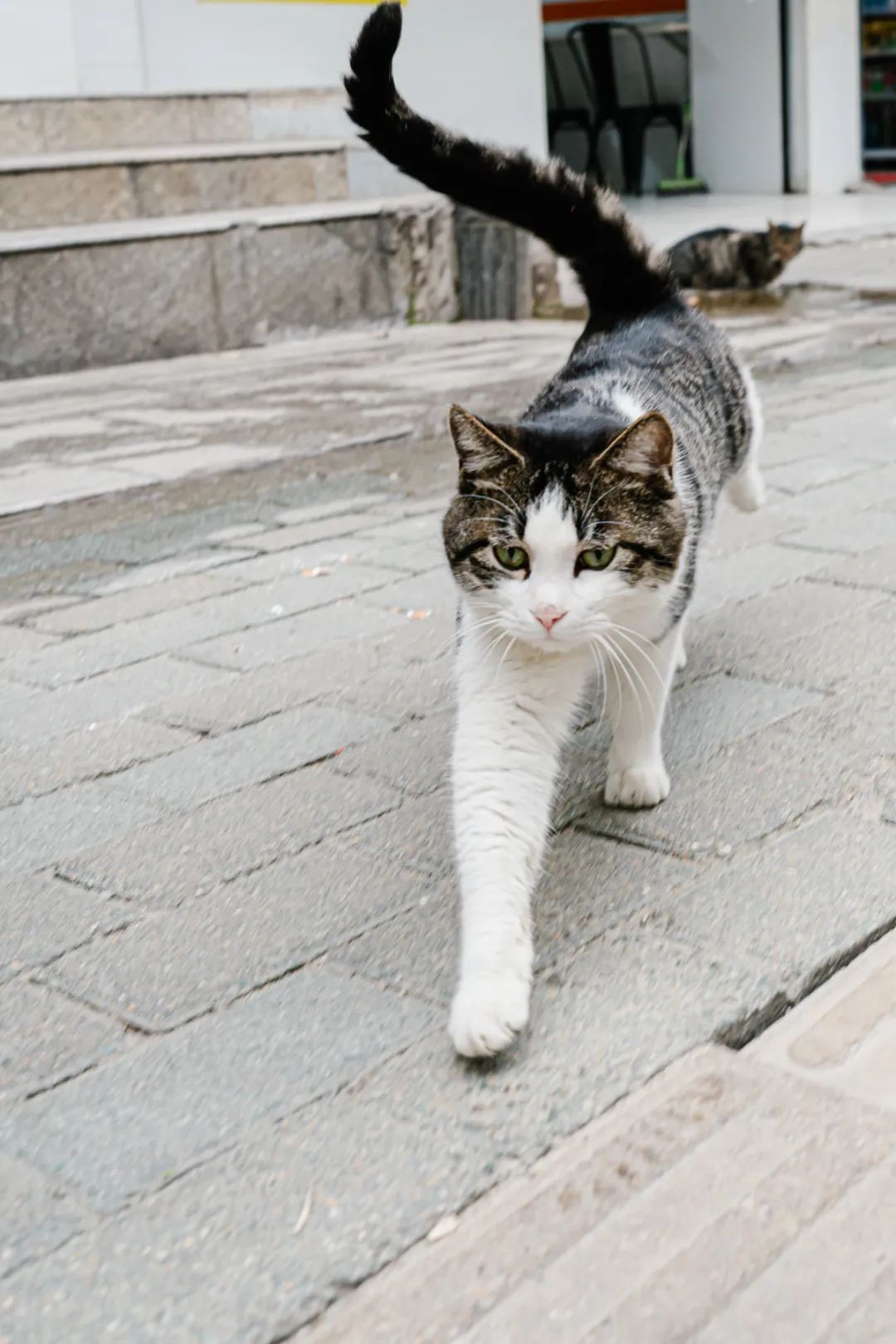 冇得粤语,武汉汉阳桃花岛特色美食