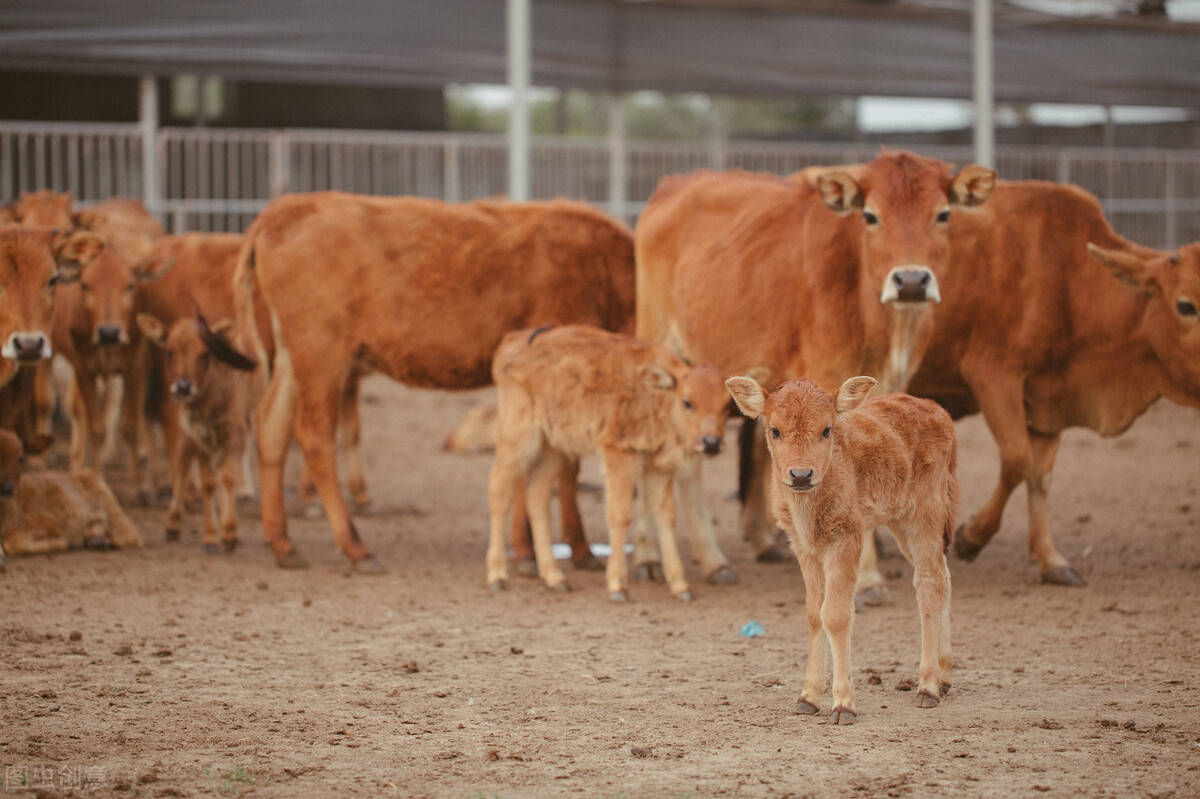 母牛养殖繁育怎么建牛舍,母牛养殖技术视频完整版