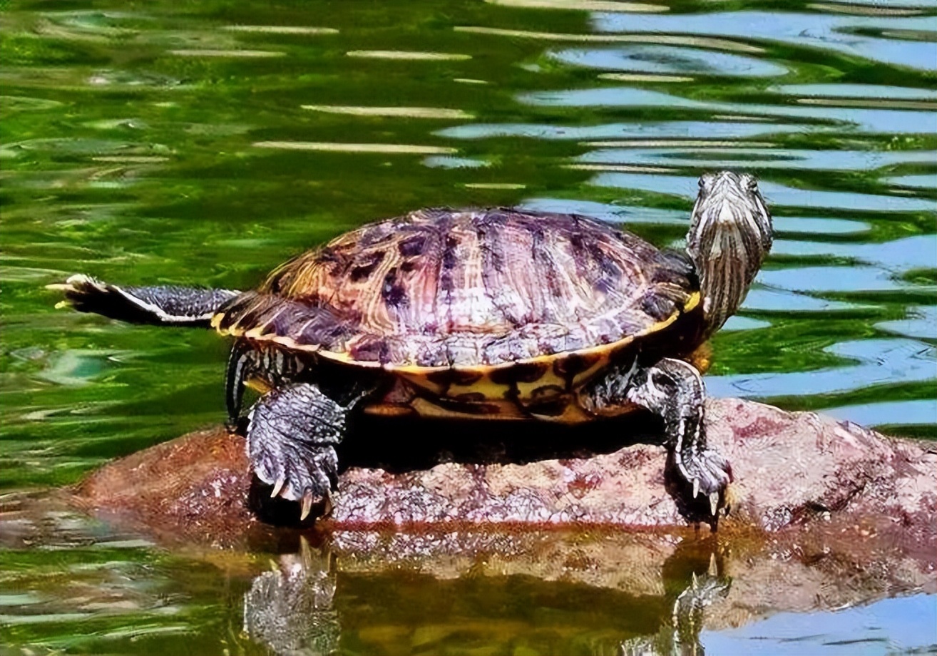 巴西红耳龟的饲养方法,成年大巴西龟红耳龟冬眠用什么土