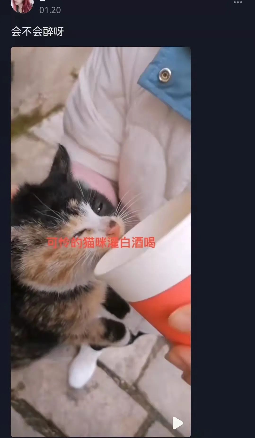 千万不要给猫吃的食物,这7种食物不要给猫吃