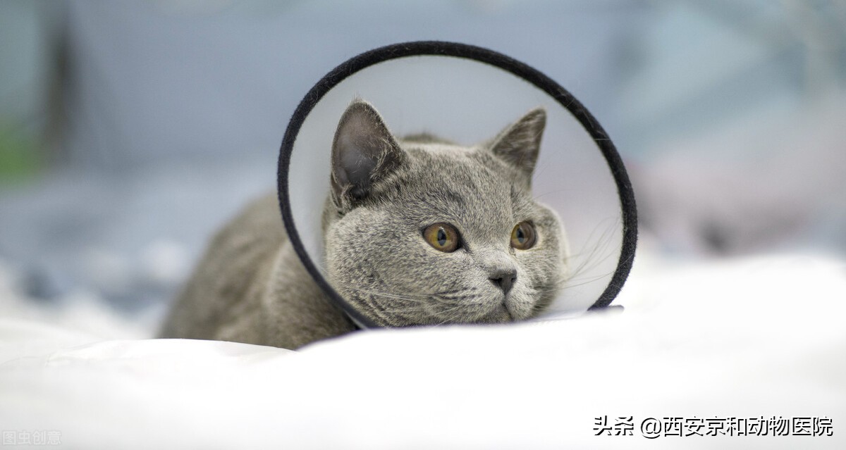 猫咪刚绝育完应该注意什么,猫咪做完绝育手术后呕吐注意事项