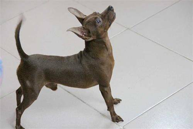 小鹿犬骨折了固定教程,小鹿犬骨折固定后怎么看护