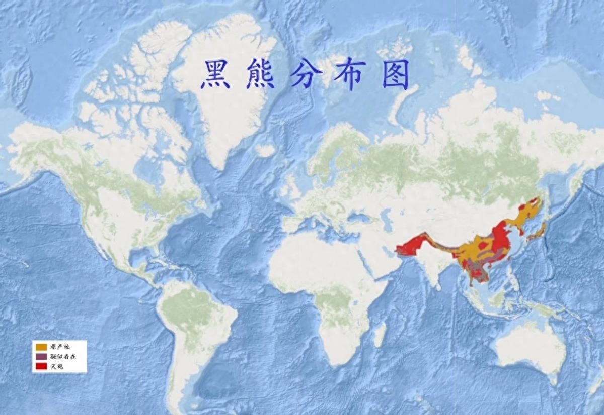 黑熊一巴掌威力测试,黑熊一巴掌力量有多大