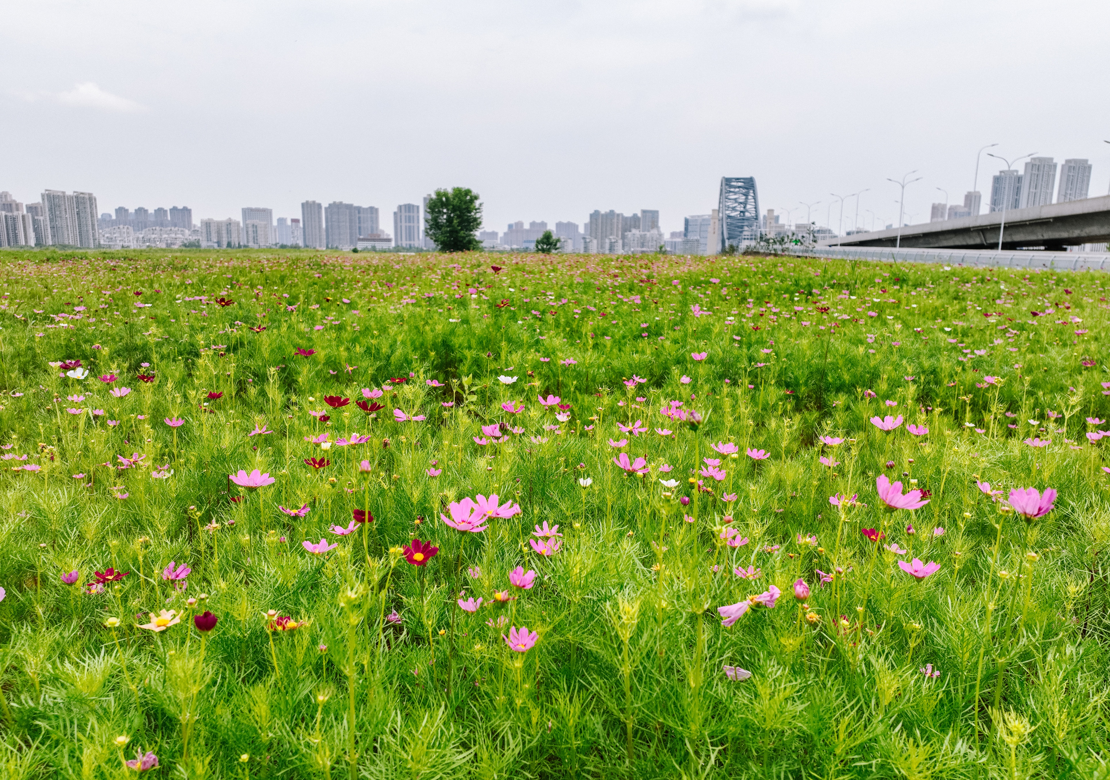 坚持城市管理提升城市市容,坚持精致城市建设理念