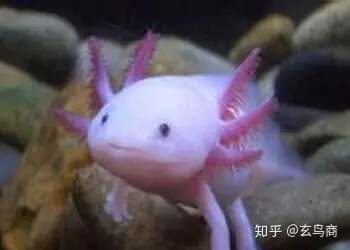 山海经2012白话全译彩图版pdf,山海经海外西经是指哪里