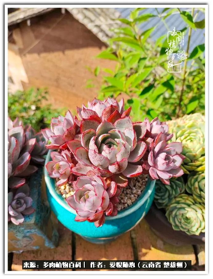 用心种好每一棵多肉,每一棵多肉都是独一无二的