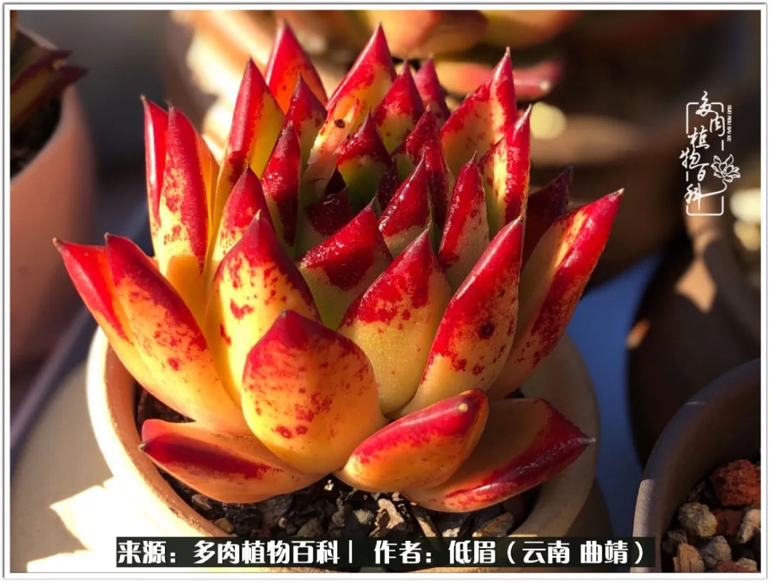 玉露多肉冬季分盆,玉露多肉怎样才能晶莹剔透