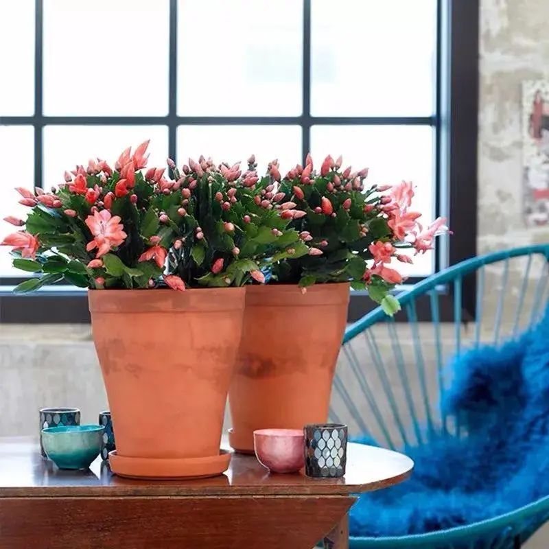 网上买花怎么样的才算不踩坑,在实体店买花好还是在网上买花好