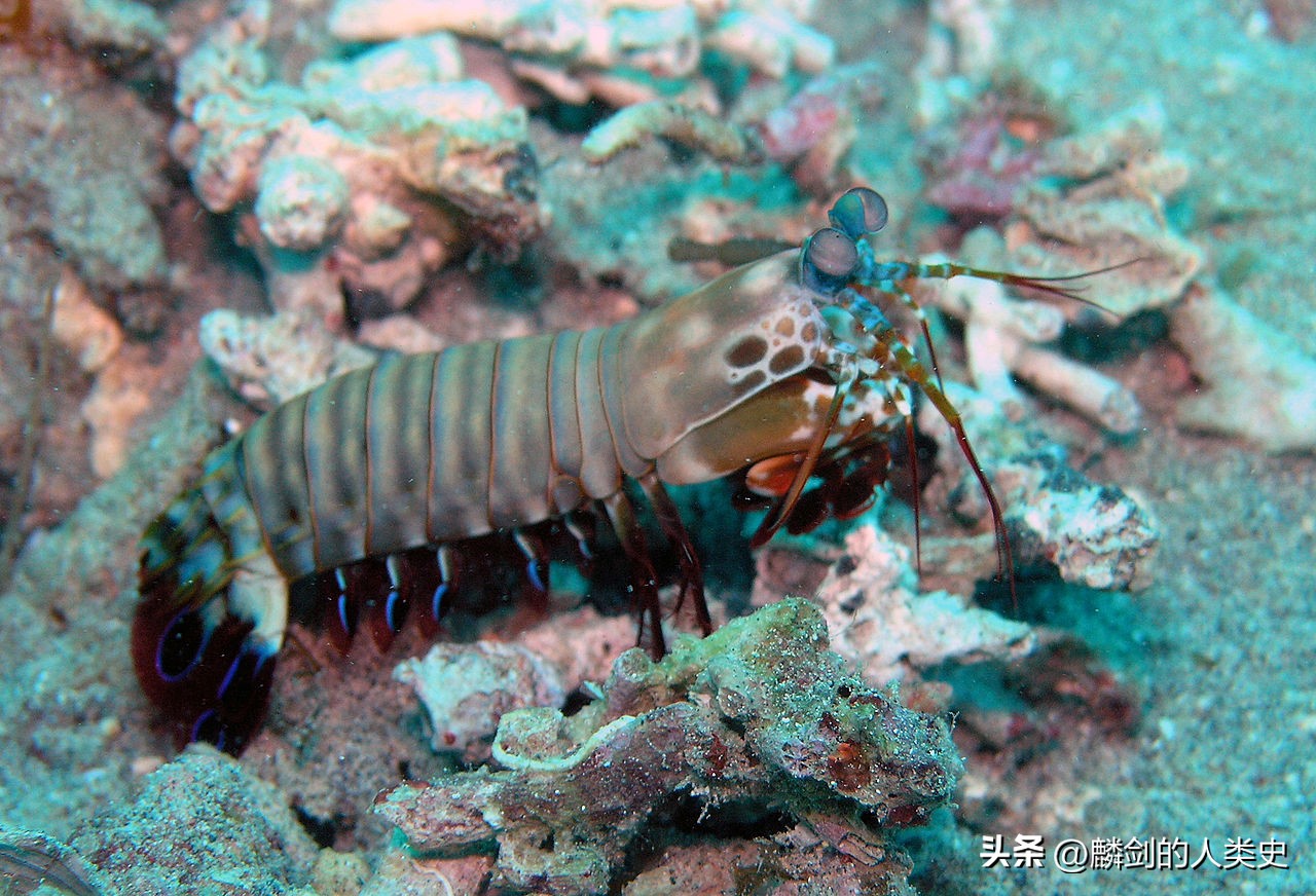 甲壳纲类动物图片,动物界昆虫纲鞘翅目