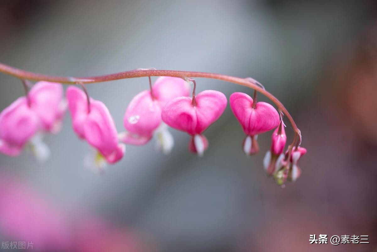 女作家去做保姆最新一期内容,女作家去做保姆520