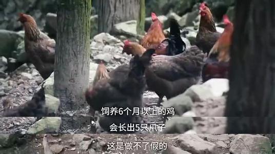 三德子赵亮柴火鸡团购,三德子卖鸡