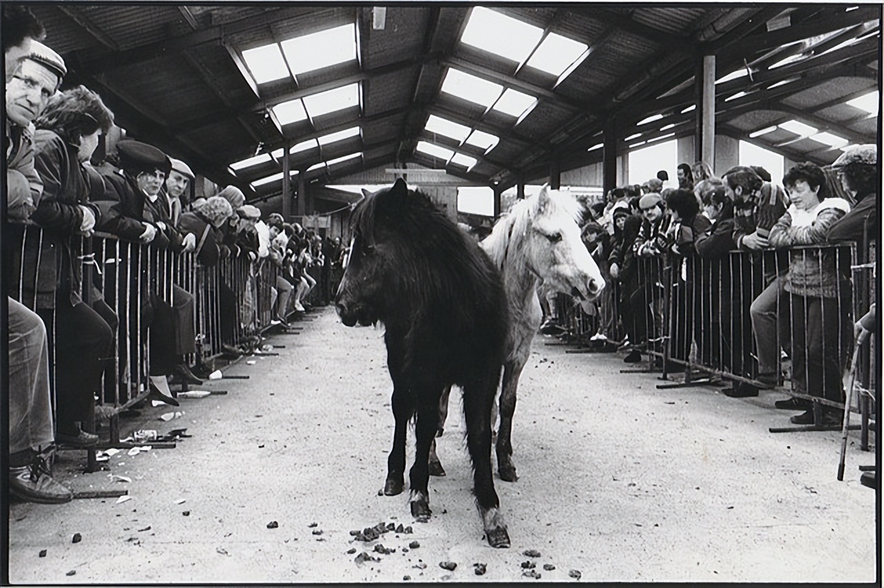 欧洲人为什么吃马肉,欧洲没粮食吃的欧洲人吃什么