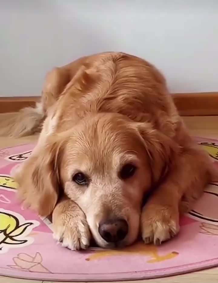 金毛犬最近吐怎么回事,金毛犬拉肚子呕吐怎么了