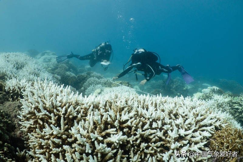 大范围烫水包围美国南部，海洋得了白化病？分析：危害或全球性