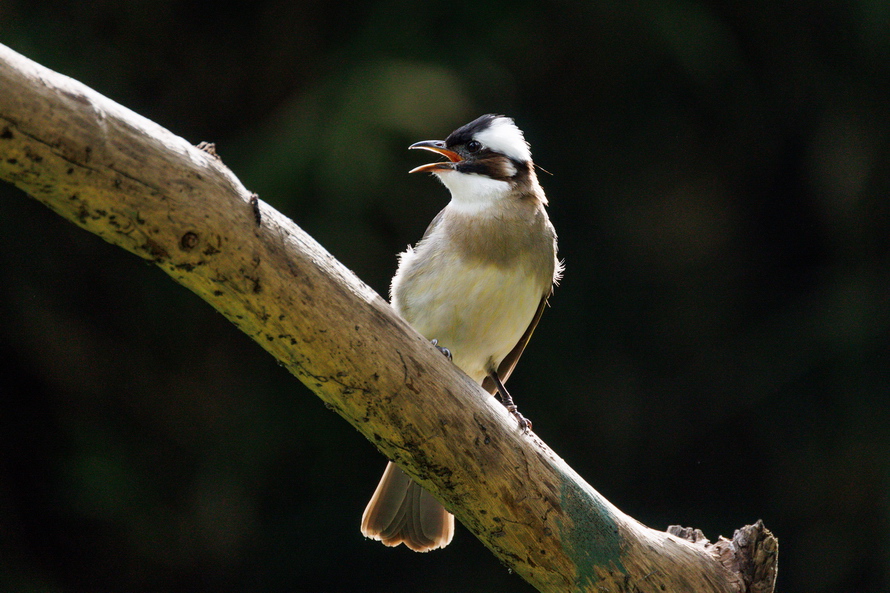 佳能eosr8打鸟,佳能eosr8拍视频变焦
