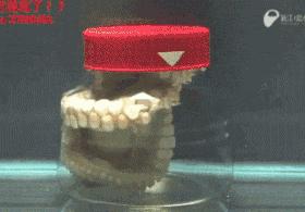 章鱼到底是地球生物还是外星生物,章鱼是外星生物竟然有三颗心脏