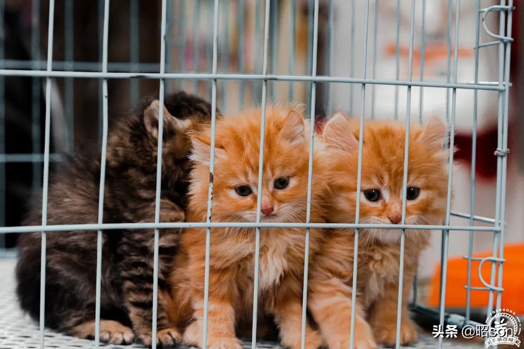 广州清平市场哪家好,清平市场攻略