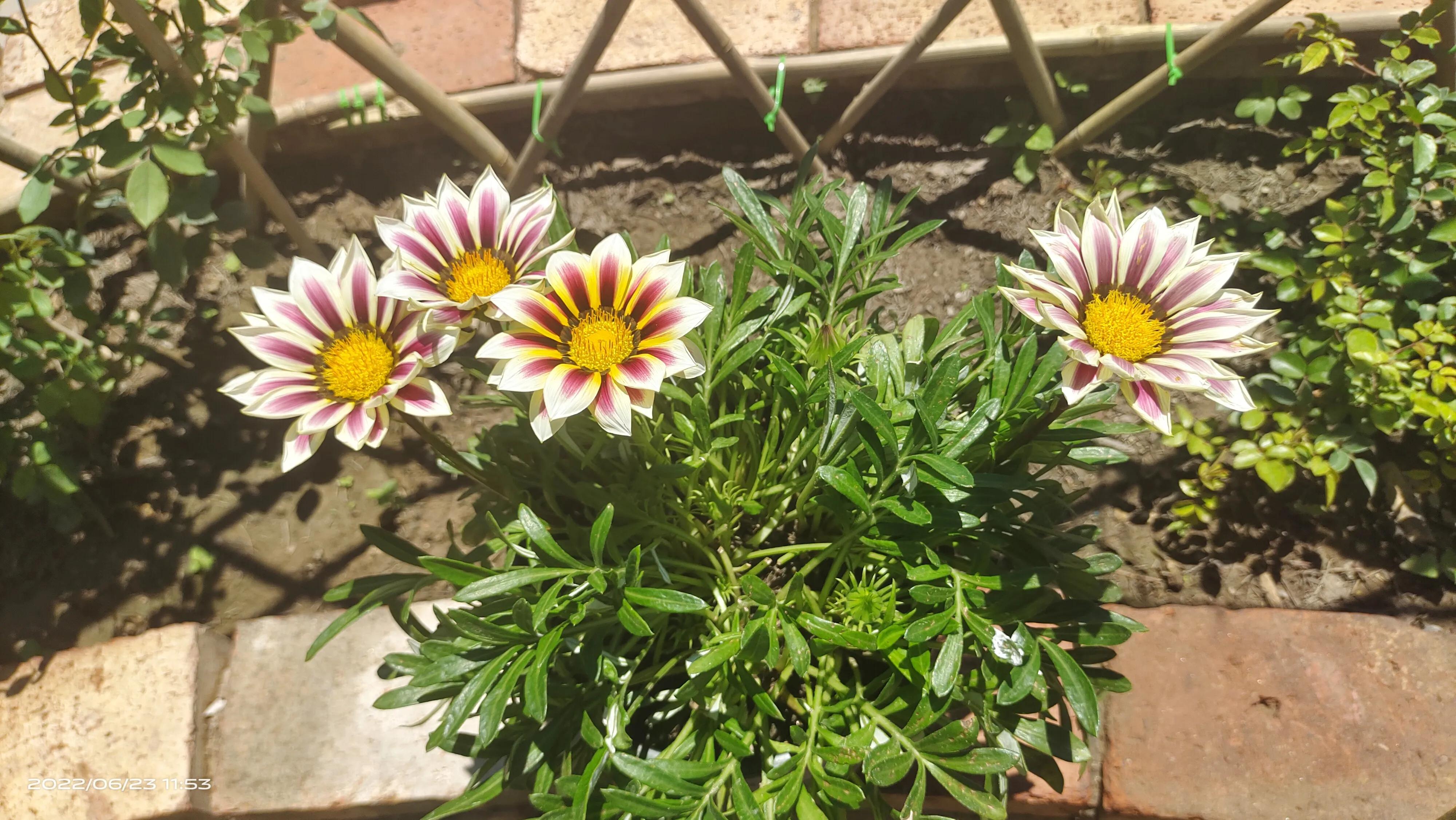 枯萎的勋章菊怎么处理,勋章菊枯萎