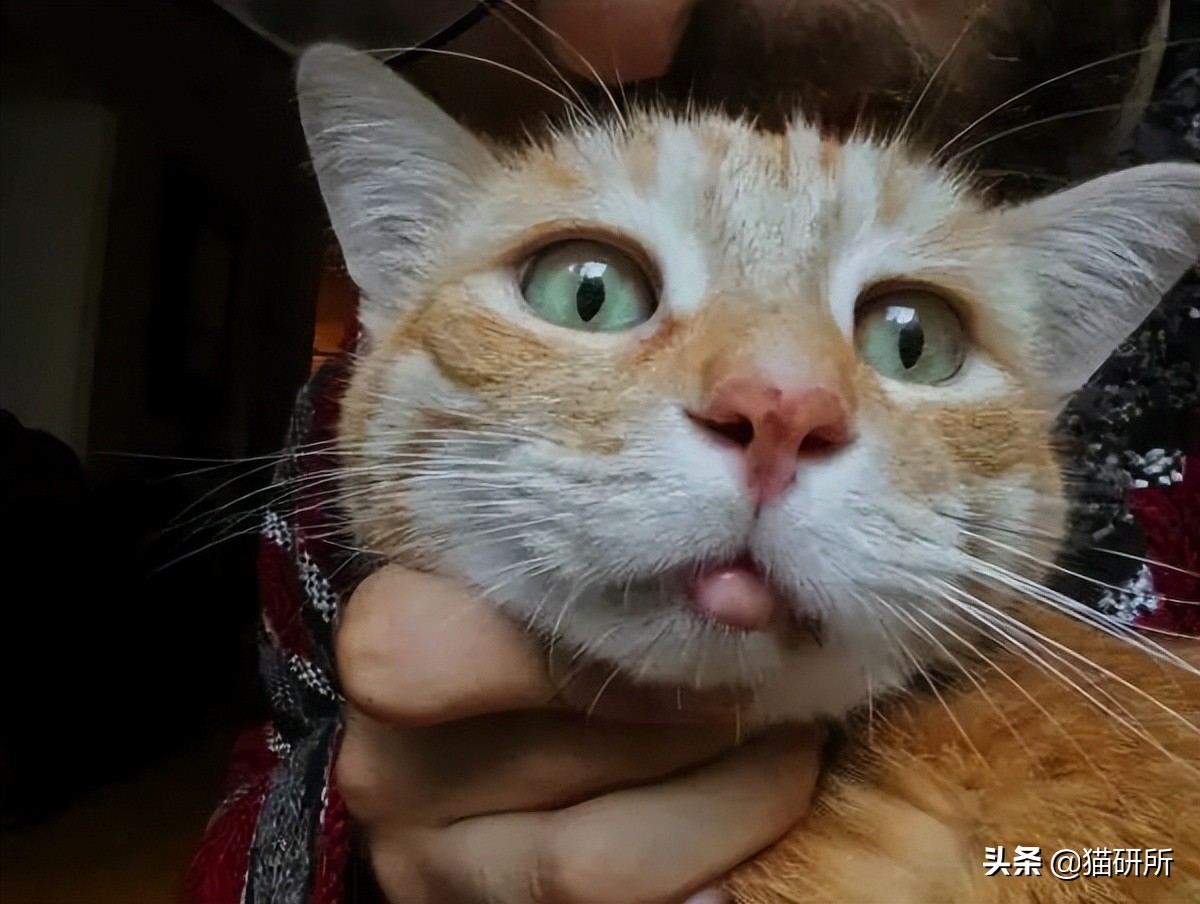 猫咪嘴巴突然肿了怎么办？真不是上火