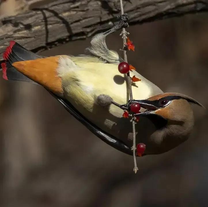太平鸟图片大鸟,太平鸟图片大全高清壁纸