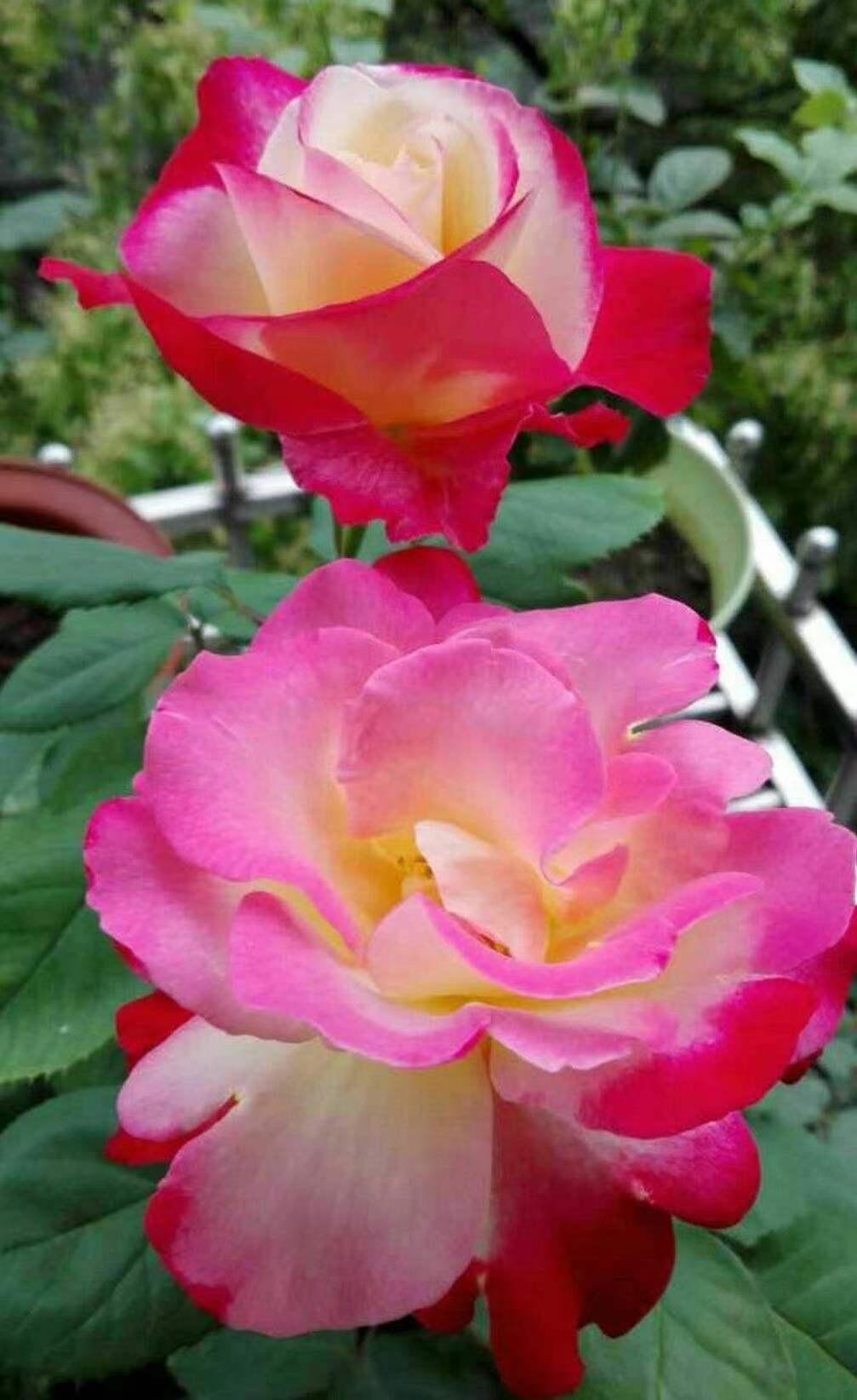 南洋红双喜花开富贵,红双喜双喜临门