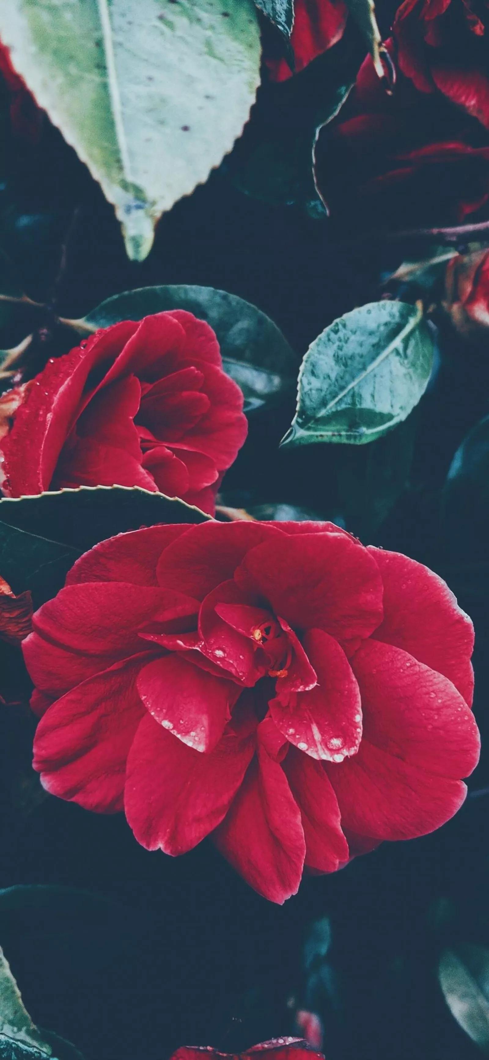 高清壁纸图片全屏干净高级,男士专用黑色美女全屏壁纸