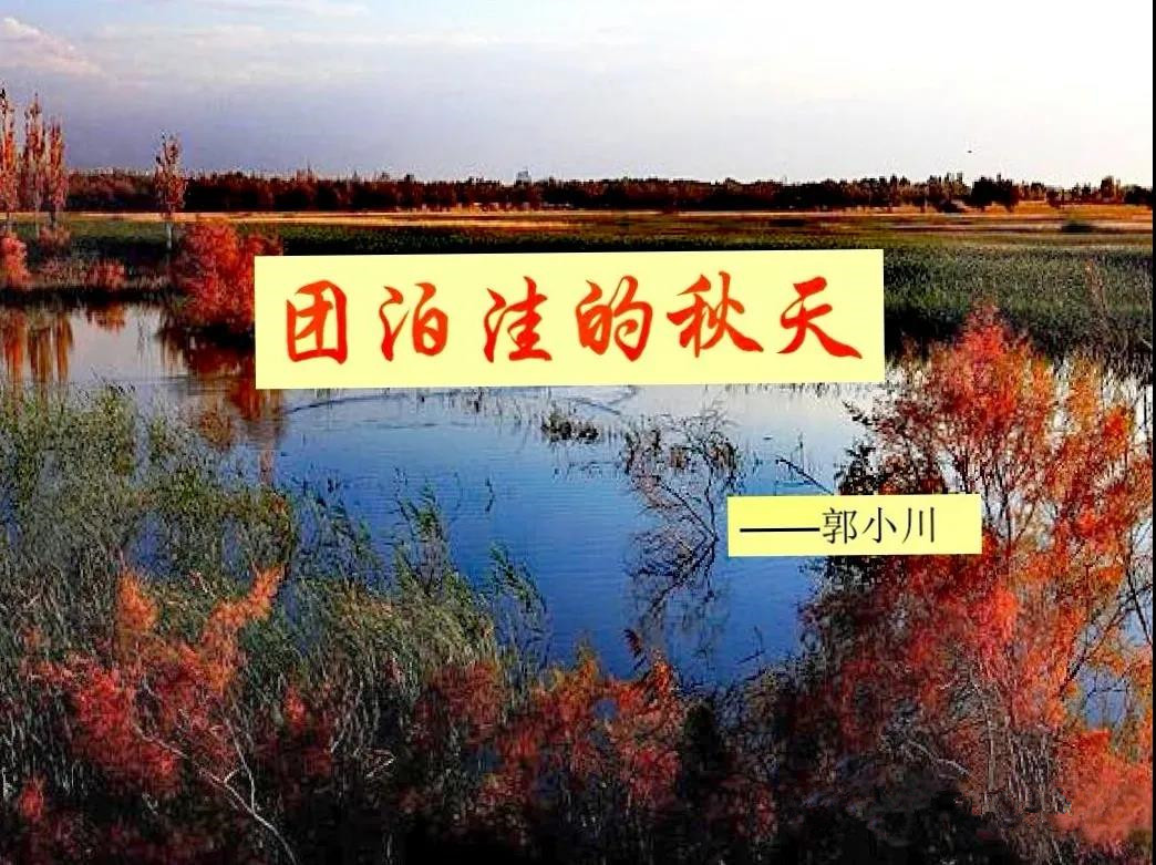 团泊洼的秋天的阅读感悟,团泊洼的秋天朗诵视频