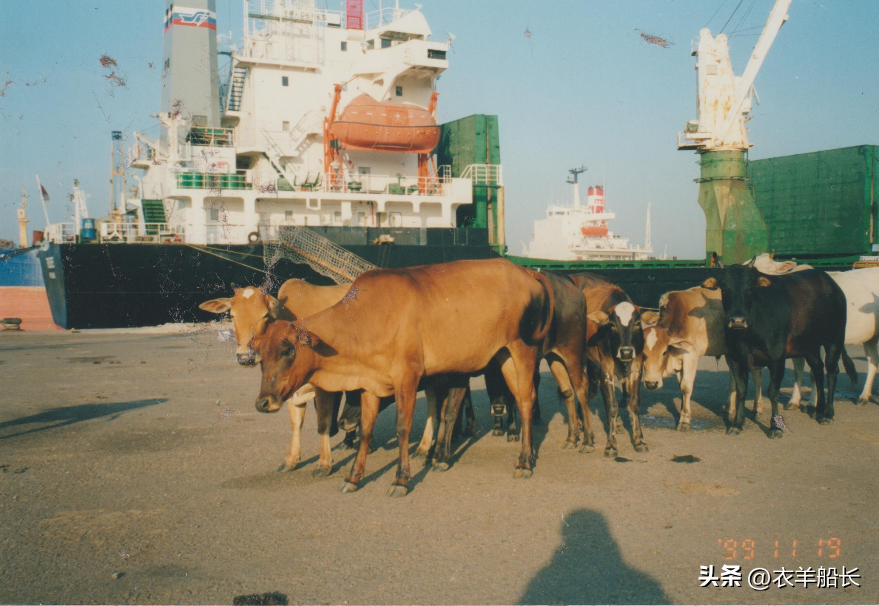 印度见闻——Paradip港买鱼轶事（2）