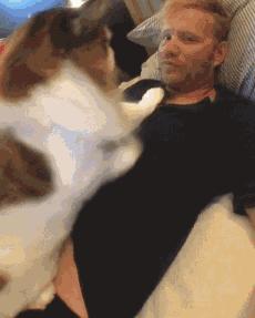 养猫我劝你养中华狸花猫,养巨型缅因猫的感受