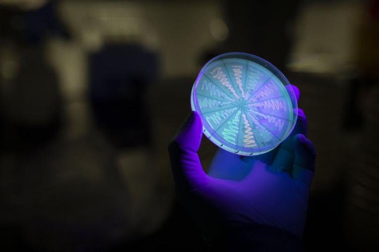 荧光探针的识别机理：ICT、PET等有什么区别？