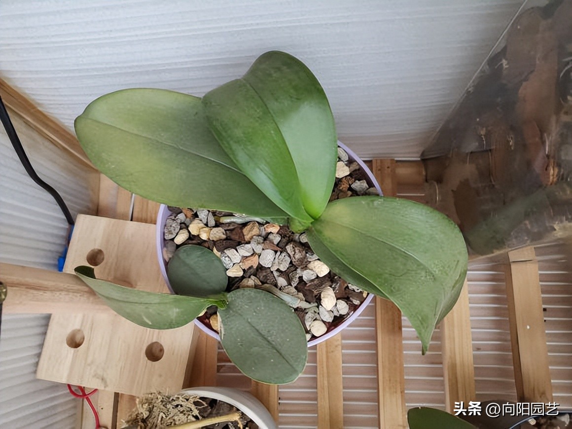 蝴蝶兰叶子晒黄了怎么办,蝴蝶兰叶子晒黄了怎么恢复