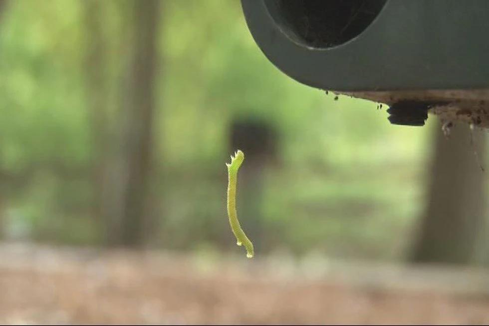 尺蠖——北京街头槐树上的“吊丝鬼儿”，极限蹦极的创始者