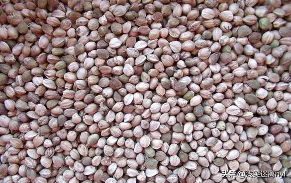 140粒*麻大**种子藏在书中，被识破“机关”