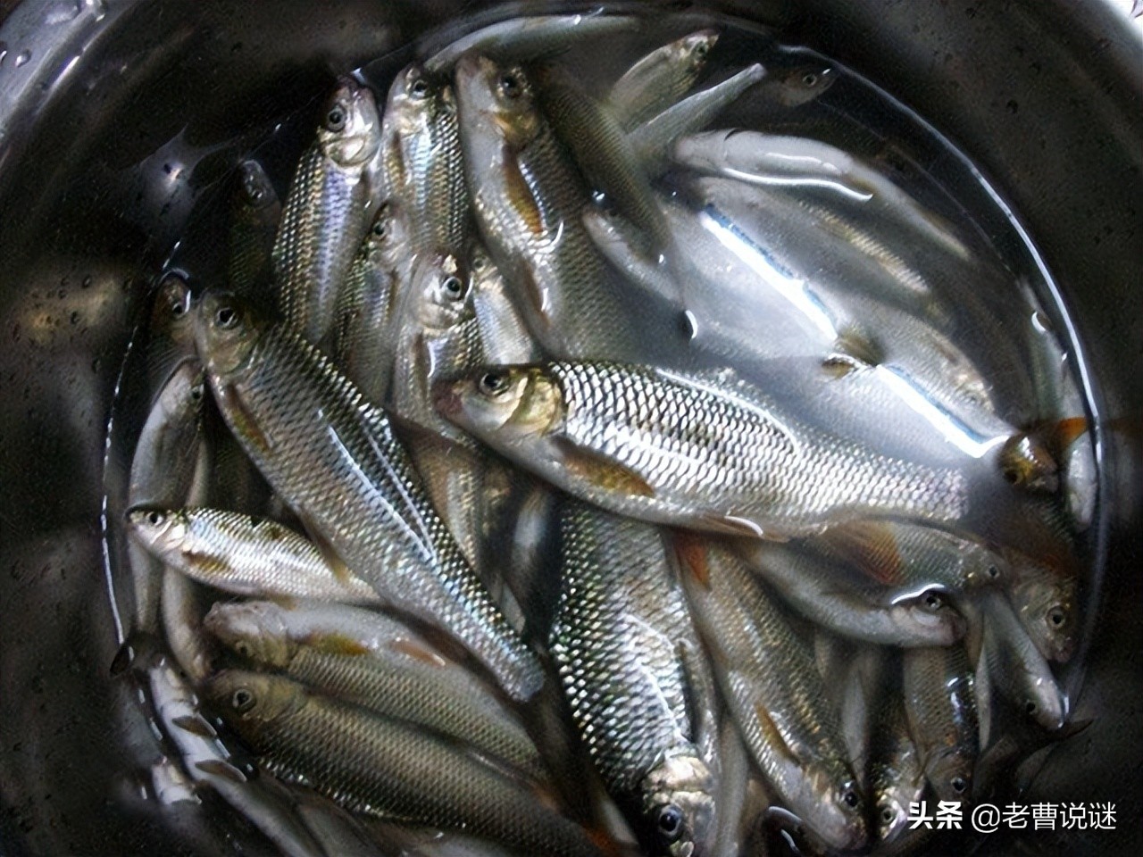 清明节前捕捞的鱼,清明节可以杀鱼吃吗